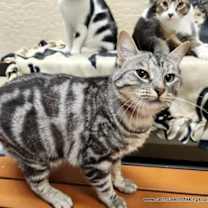 Thumbnail photo of Misty #2