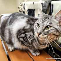 Thumbnail photo of Misty #3