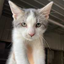 Thumbnail photo of Ice #1