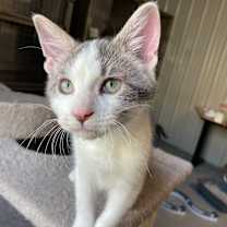 Thumbnail photo of Ice #2