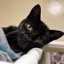 Thumbnail photo of Abbott #1