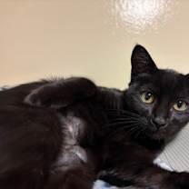 Thumbnail photo of Abbott #2