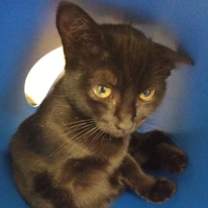 Thumbnail photo of Abbott #3