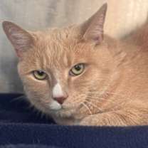 Thumbnail photo of Mr. Jingles #1