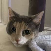 Thumbnail photo of Jinx #1