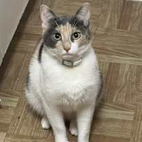 Thumbnail photo of Jinx #2