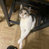 Thumbnail photo of Jinx #3