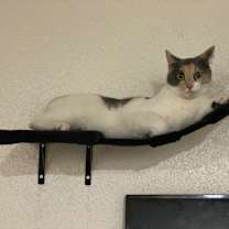 Thumbnail photo of Jinx #4