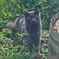 Thumbnail photo of AKUMA #1746 - Offered by Owner - In/out #1