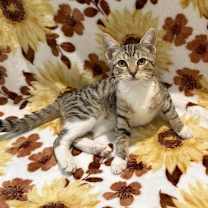 Thumbnail photo of Amelia: 'Birdelia' Not at the Shelter (Faith) #4