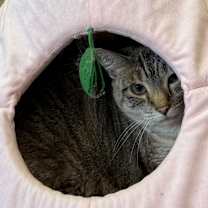 Thumbnail photo of Lily #3