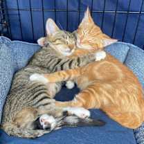 Thumbnail photo of Tigger & TW #3