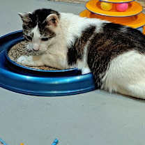 Thumbnail photo of Bane #4