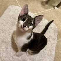 Thumbnail photo of Melody #1