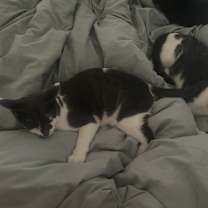 Thumbnail photo of Melody #4