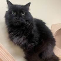 Thumbnail photo of Boba #2