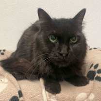 Thumbnail photo of Boba #3