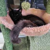 Thumbnail photo of Selina Kyle #3