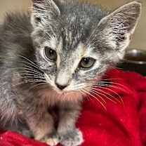 Thumbnail photo of Jonquil #2