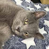 Thumbnail photo of Gizmo #1