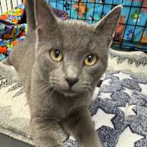 Thumbnail photo of Gizmo #2