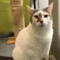 adopt-pet