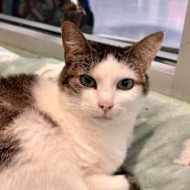 adopt-pet