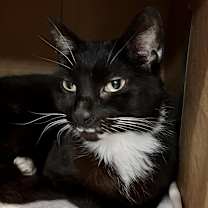 adopt-pet
