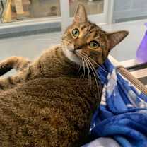 adopt-pet