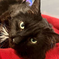 adopt-pet