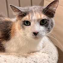 adopt-pet