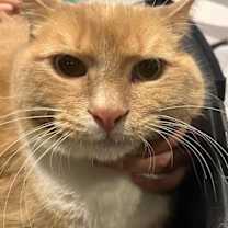 adopt-pet