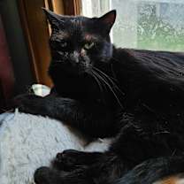 adopt-pet