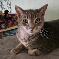 adopt-pet
