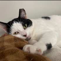 adopt-pet