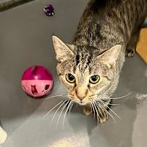 adopt-pet