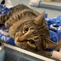 adopt-pet