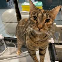 adopt-pet