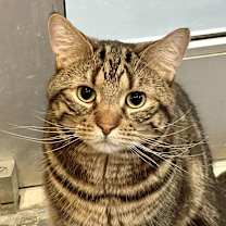 adopt-pet