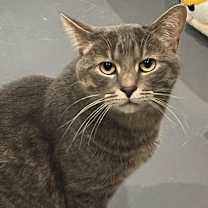 adopt-pet
