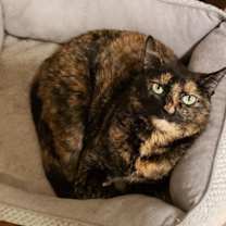 adopt-pet