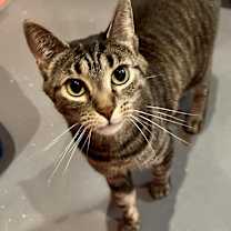 adopt-pet