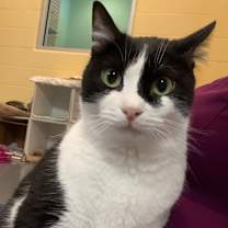 adopt-pet