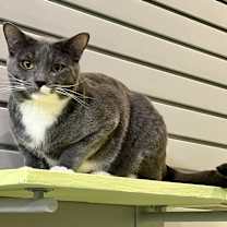 adopt-pet