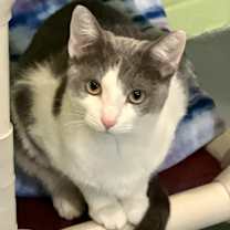 adopt-pet