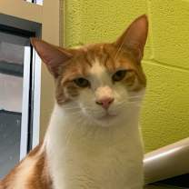 adopt-pet