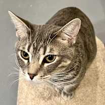 adopt-pet