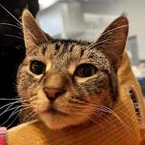 adopt-pet