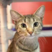 adopt-pet
