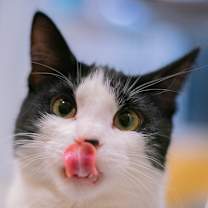 adopt-pet